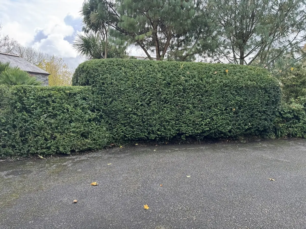 Small garden hedge freshly trimmed by Cornish Lawns